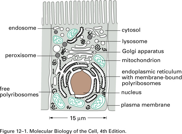 Intracellulær proteinsortering, endocytose, eksocytose.. riktig protein på riktig sted i cellen.