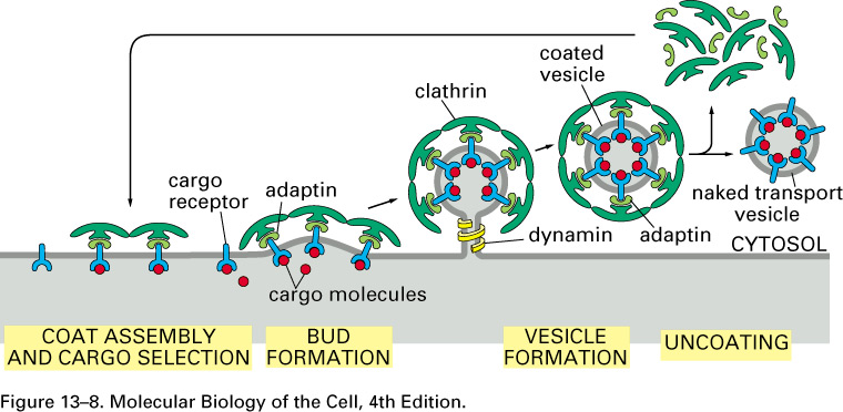 Reseptor mediert endocytose Klatrin-dekkede groper og vesikler Internalisering av makromolekyler bundet til sin reseptor starter når reseptorkomplekset befinner seg over coated pits i cellemembranen.