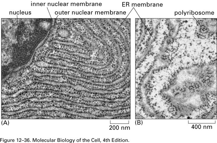 Import av proteiner i mitochondria TOM komplekset transporterer signal sekvensen over ytre membran. TIM komplekset åpner kanalen slik at proteinet kommer gjennom indre membran.