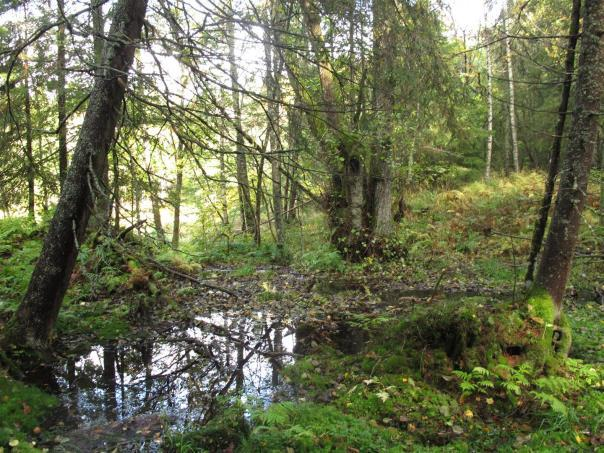 Beliggenhet og naturgrunnlag: Lokaliteten består av to markerte sprekkedaler rett øst for skogsbilvegen inn mot Åsvann. I den vestlige sprekkedalen går det en bekk.