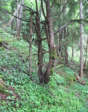 Bruk, tilstand og påvirkning: Eldre skog dominerer hele lokaliteten og yngre skog forekommer ikke.