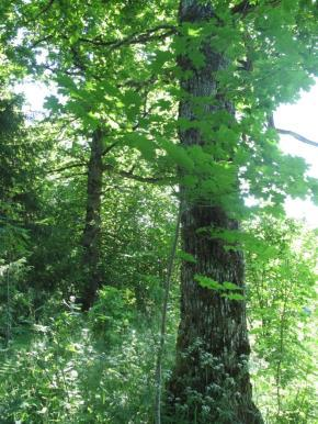 Figur 13. Lokaliteten inneholder mange grove eiker, som dessverre delvis er i ferd med å bli kvelt av oppvoksende yngre løvskog. Det er derfor et akutt behov for skjøtsel i lokaliteten.
