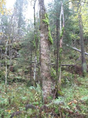 Eldre skog dominerer på hele lokaliteten. Skogen er flersjikta. Trærne ligger jevnt på 20-50 cm i brysthøydediameter (bhd.) men enkelte trær er også grovere enn dette.