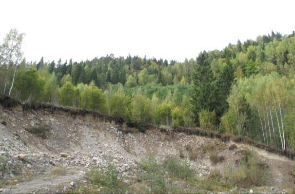 Figur 48. Bildet er tatt fra grustaket og lokaliteten er skogen ovenfor den unge ospesuksesjonen og omfatter arealet med eldre skog.