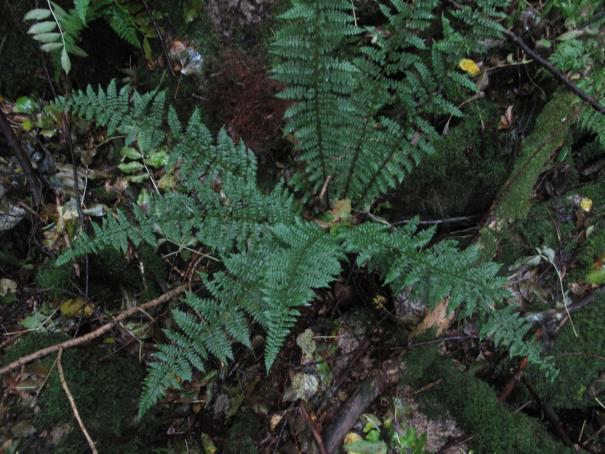 Figur 51. Enkelte eikekjemper finnes i området. Til høyre 100 cm eikegadd i bh. med oksetungesopp (NT) ved basis og til høyre grov levende eik med rødmold. Nederst junkerbregne.