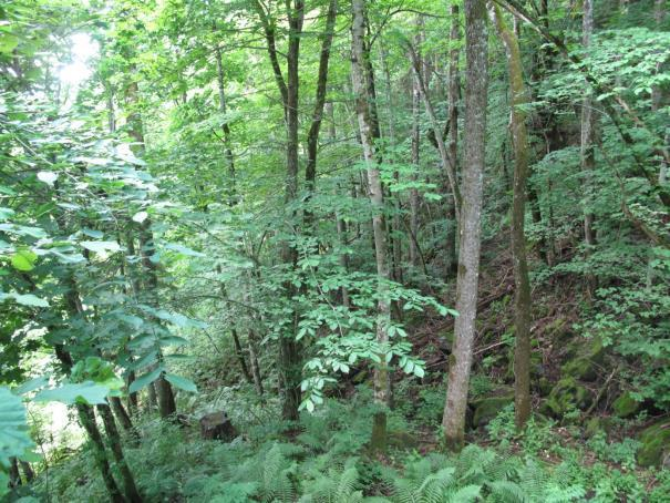Figur 3. Lokaliteten er stor, variert og domineres helt av rike skogtyper. Øverst til venstre ses ei grov barlind som vokser fåtallig og spredt i området.