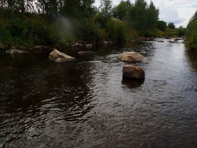 Store deler av Leneaelva er kanalisert og forbygd, med homogene habitatforhold og moderat til dårlige habitatforhold for gyting og oppvekst av ungfisk.