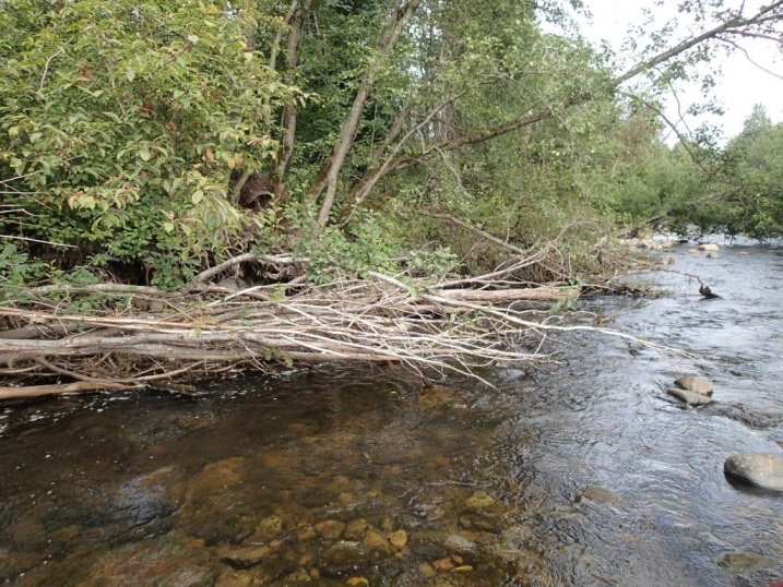 Levende og døde trær i elven lager gode skjulforhold for både ungfisk og større fisk, og skaper samtidig variasjon i strømforhold. Det anbefales at trær får bli liggende i elven.