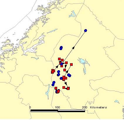 NINA Rapport 41 En høyere andel av hannene hadde beveget seg mer enn 10 km (9 av 14 dyr). Tre av individene har beveget seg mer enn 30 km.