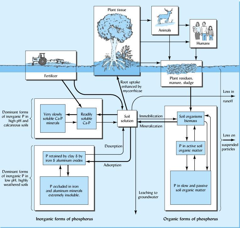 2.0 Teori. 2.1 Fosfor. Fosfor er veldig viktig næringsstoff, alt som lever er avhenge av det. Fosfor (P) er viktig del av energioverføringen (ATP) i fotosyntese prosessen.