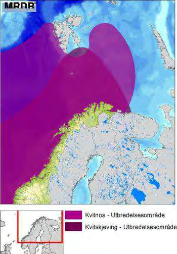 Figur D - 30 Utbredelse av tannhvalartene nise, kvitnos og kvitskjeving langs norskekysten (DN & HI, 2007). Vågehval finnes i alle havområder på den nordlige halvkule.