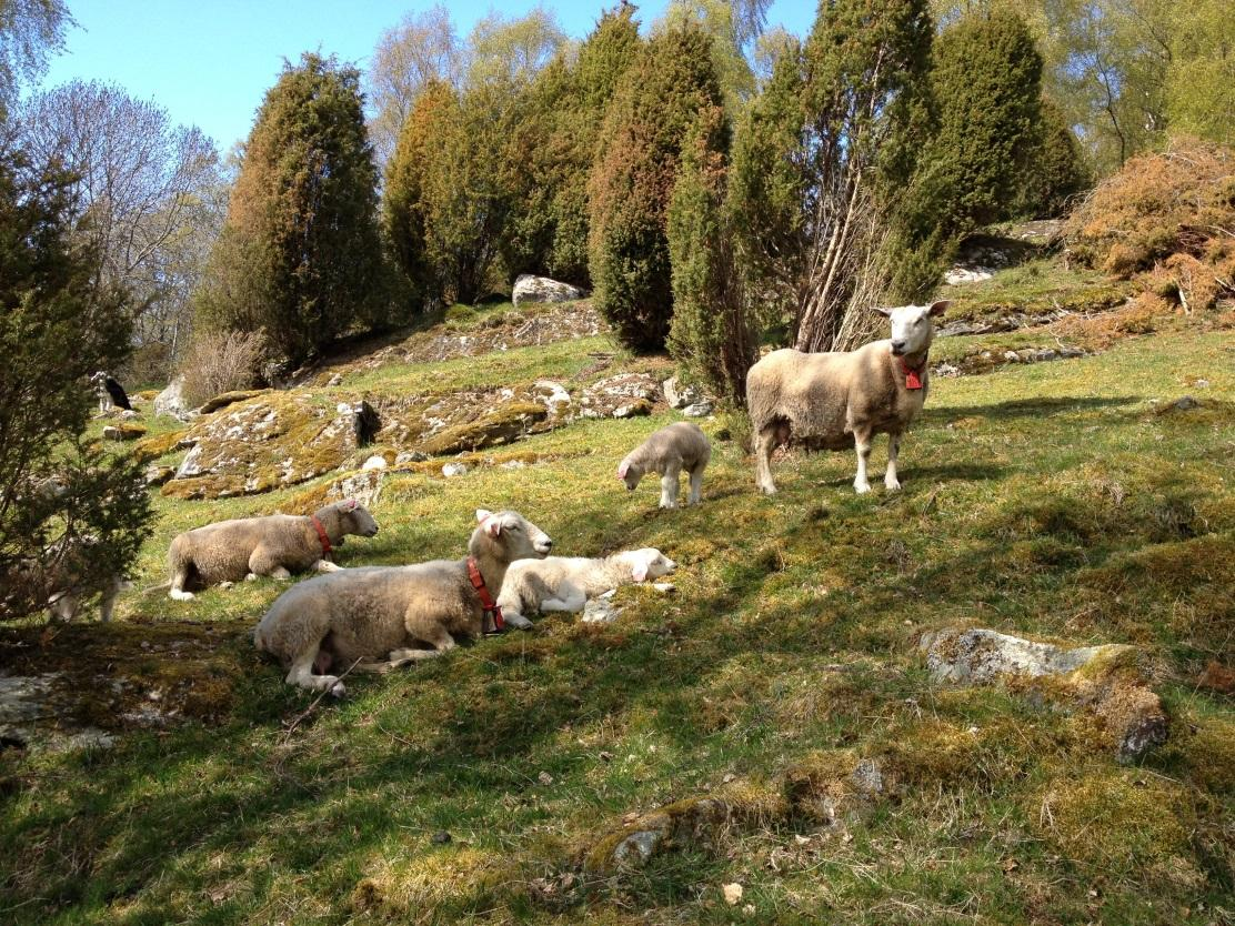 Innkalling til årsmøte for året 2014 i Sogndal Sau og geit og Sogndal beite og sankelag Sakliste 1. Godkjenning av innkalling og sakliste 2. Val av møteleiar 3. Val av skrivar 4.