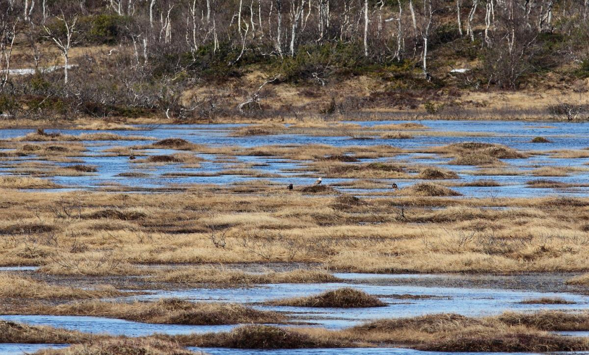 Figur 13. Fjellmyrløper Limicola falcinellus er en av flere rødlistede vadefugler som hekker innenfor reservatet (Foto: Morten Venås). Figur 14.