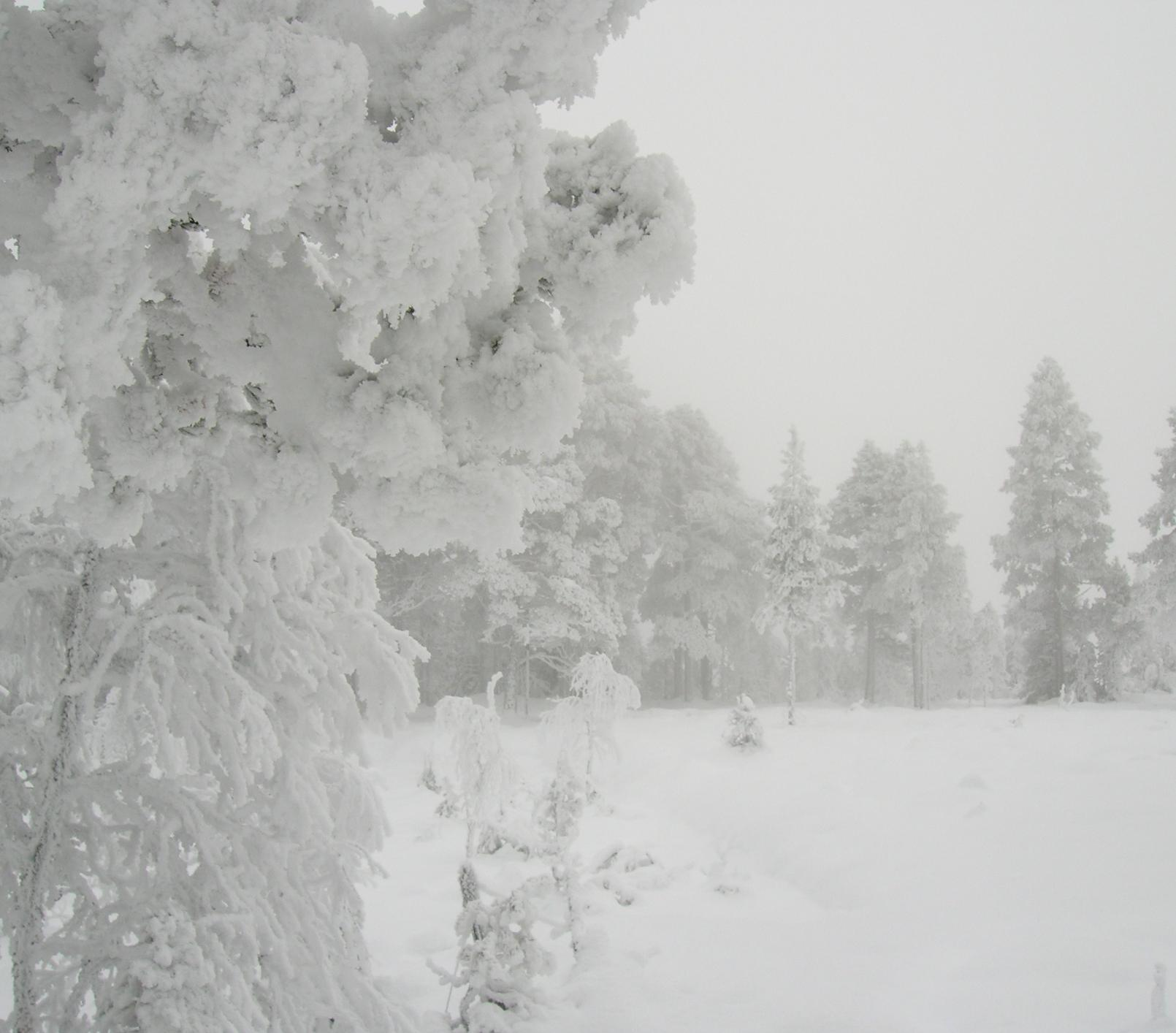 Hjorteviltforvaltningen i Nord-Trøndelag fra 2010 Rune