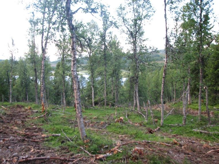 Skogbruksplanlegging og miljøregistrering Skogbruksplanlegging I Oppland foregikk det prosjekter innen skogbruksplanlegging i kommunene Nord-Fron, Sør-Fron, Ringebu, Søndre Land, Gjøvik, Vestre