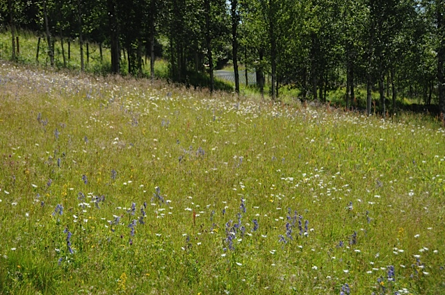 Skjøtselsplan for slåttemarka på Nylen i Nordre Land kommune i Oppland.