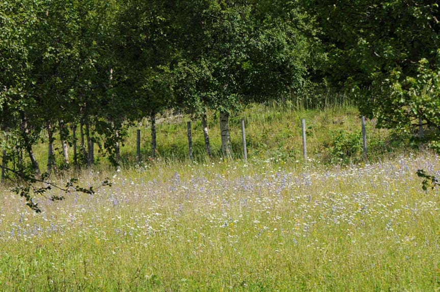 Vedlegg 2. Bilder av slåttemarka på Nylen. Bilde 1.