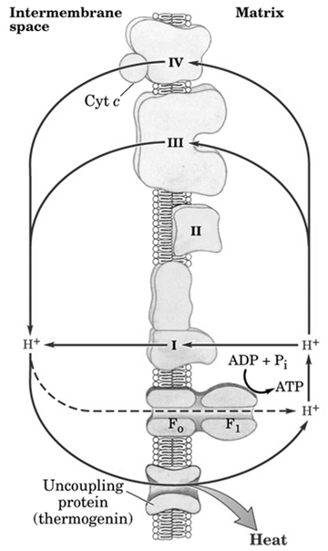 Naturlige utkoblere av ATP-syntesen I brunt fett hos spedbarn og dyr som går i dvale, finnes et protein - termogenin, som kan koble ut