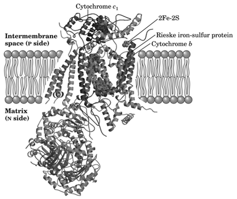 Kompleks II: Succinat dehydrogenase Det eneste proteinet i Krebs syklus som sitter i mitokondriemembranen Elektroner tatt opp fra succinat passerer via FADH2 og 3 FeSkompleks til ubiquinon.