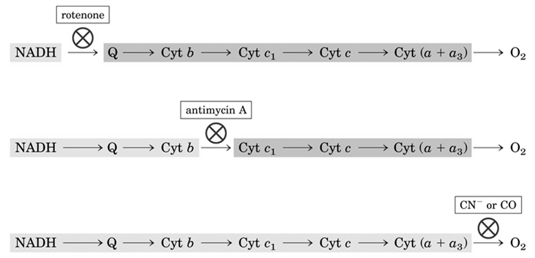 Kompleks IV: Cytokrom oksydase Oppsummering av elektrontransporten Dette er det siste trinnet i elektrontransportkjeden.
