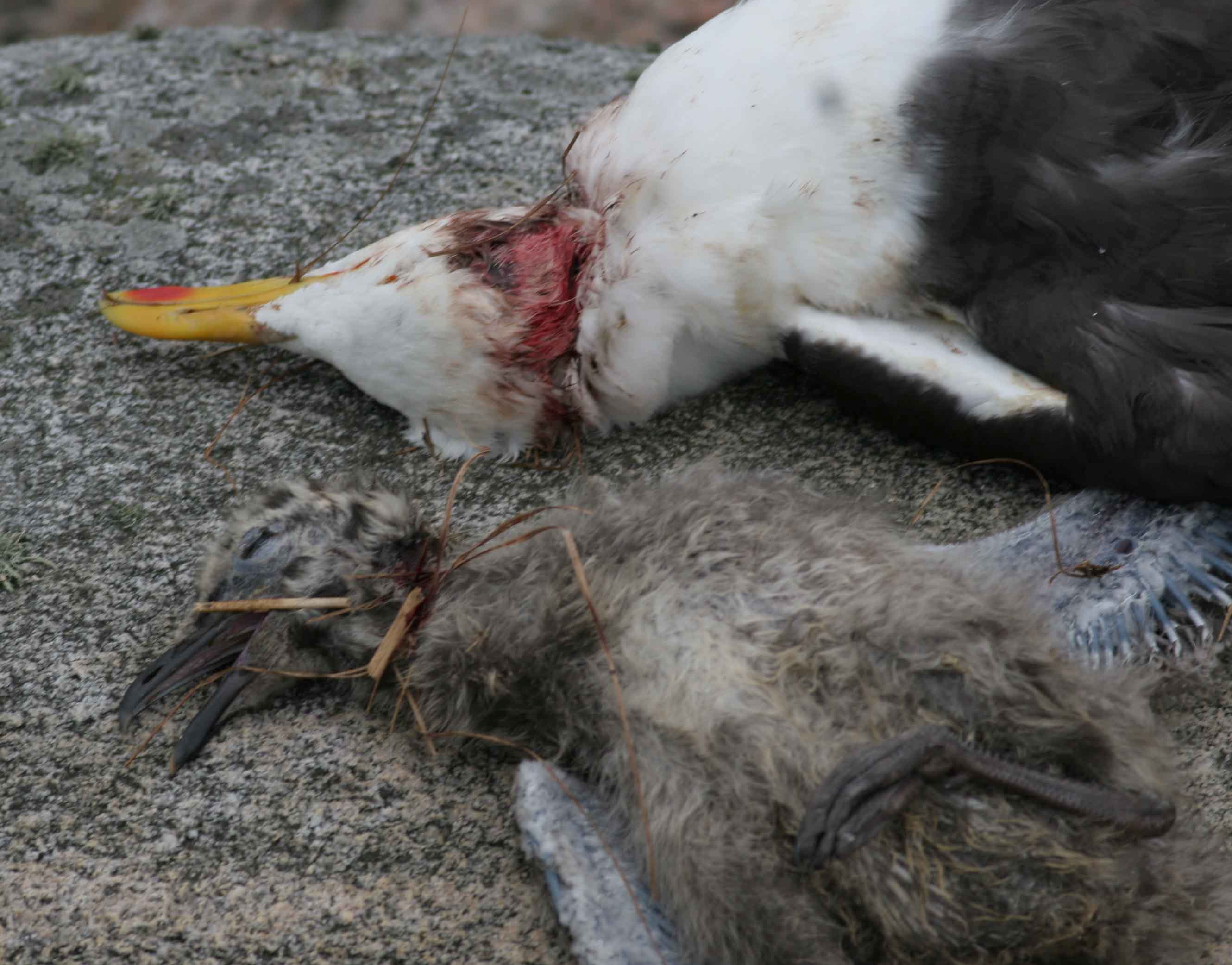 Rapport: Overvåking av hekkende sjøfugl i Vest-Agders sjøfuglreservater 2006 Typiske rester av sildemåke ungfugl som er tatt av svartbak.