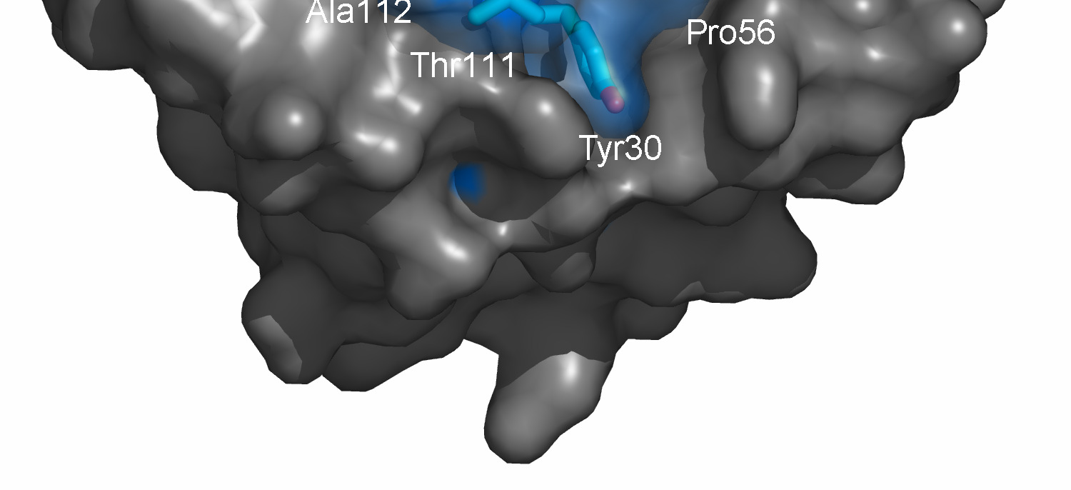 Funn 2: Hjelpeprotein ( CBP21 ) ChiG + CBP21 ChiG Gustav Vaaje-Kolstad et al.