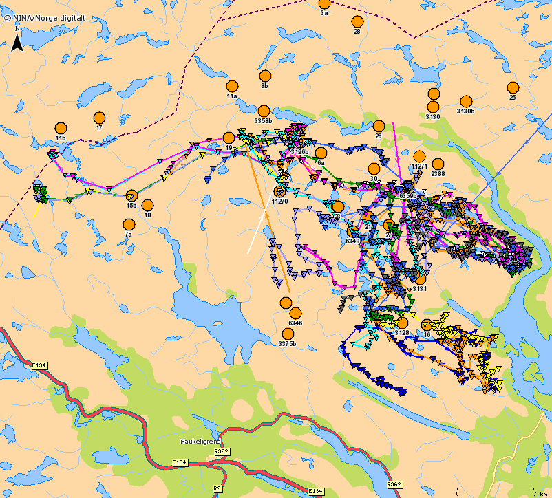 RADIOMERKEDE SIMLER OMRÅDEBRUK I JAKTA Perioden 20-25. august Perioden 11-20. september Perioden 26-31. august Perioden 21-30. september Reinen benyttet i jakta kun ca.