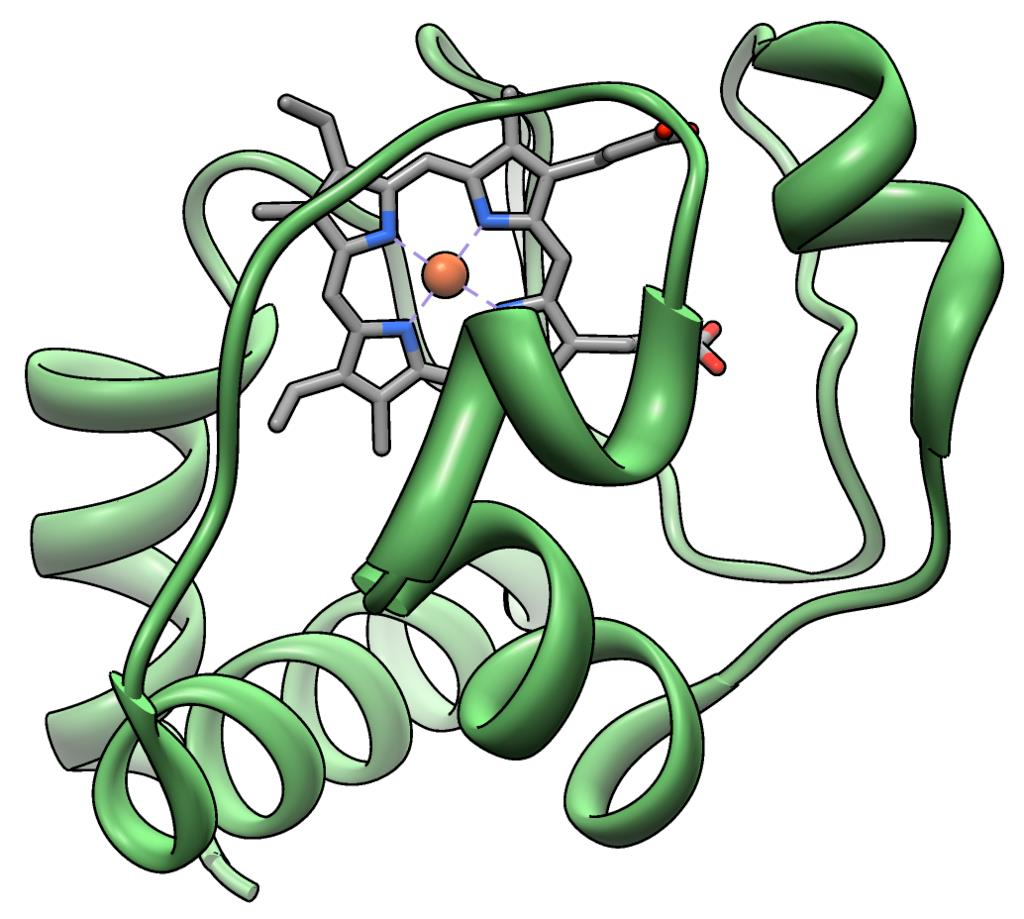 Cytochrome c Har en heme gruppe som binder elektroner Heme grupper er