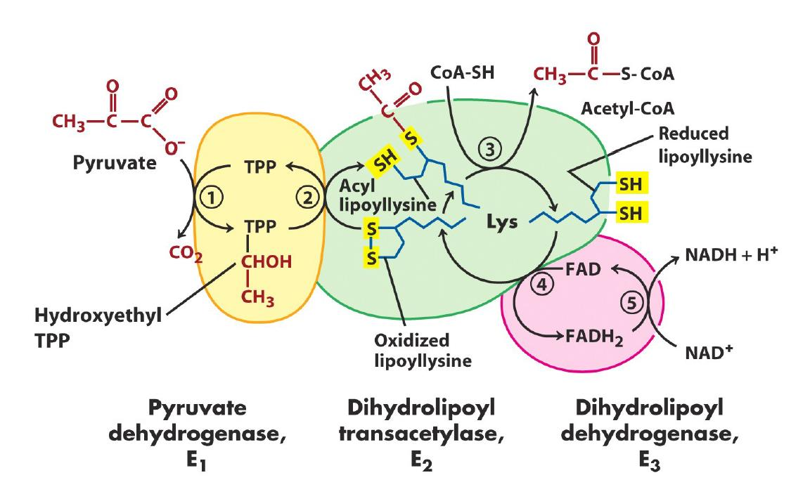 Pyruvat dehydrogenase (PDH) Dekarboksylering Reaktiv thiol-gruppe (-SH) Bindingen mellom CoA og acetylgruppen fra pyruvat kalles en tioester-binding, og er svært energirik - vi sier at den er