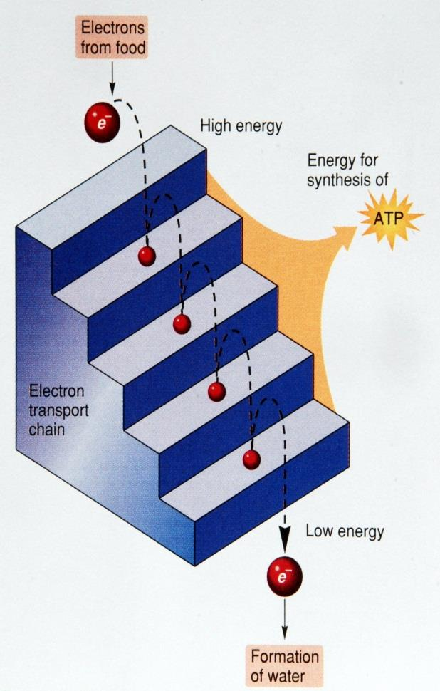 Transport av elektroner kan utføre arbeid Når vi kobler et batteri til en motor, vil strømmen av elektroner fra den ene polen til den andre polen kunne få motoren til å utføre arbeid.