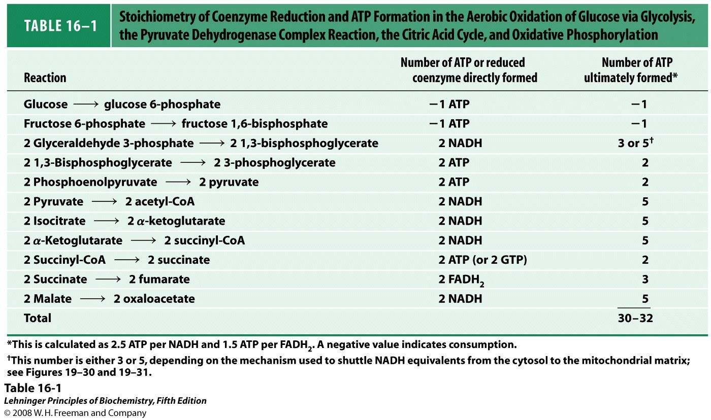 Reduserte koenzymer og ATP fra glykolysen, PDH, TCA og oksidativ fosforylering