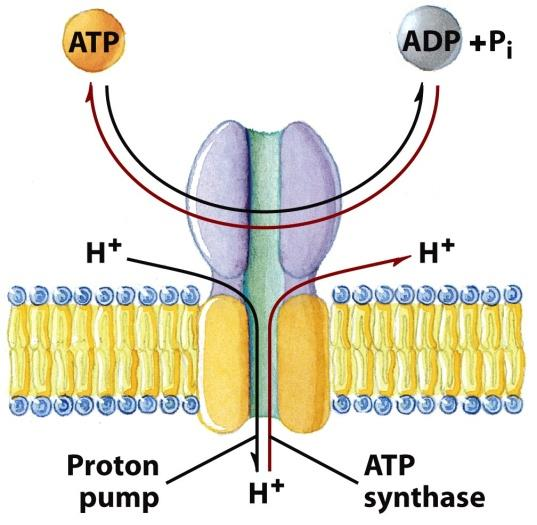 F 0 F 1 er en kompleks ATPase Når protoner strømmer gjennom F 0 -delen, roterer denne og hele - skaftet. Dette får de tre aktive setene på -enhetene til å endre konformasjon etter tur.