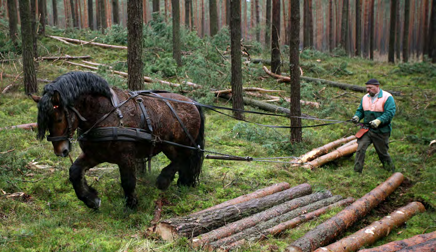 2.2 Tilskudd til vegbygging/tilskudd til drift med taubane, hest o.a. Infrastruktur, herunder skogsveger, er et prioritert område i strategien for skog- og tresektoren i Hedmark og Oppland.