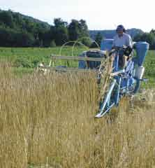 Trygve S. Aamlid et al. / Bioforsk FOKUS 1 (2) 279 Høstspelten ble ikke ugrasharva, mens vårspelten ble harva en gang; som blindharving i 2002 og på 3- bladstadiet i 2004.