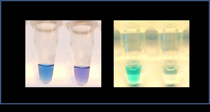 Hydroxynaftolblå og malachitgrønt som indikator 60-75 min.
