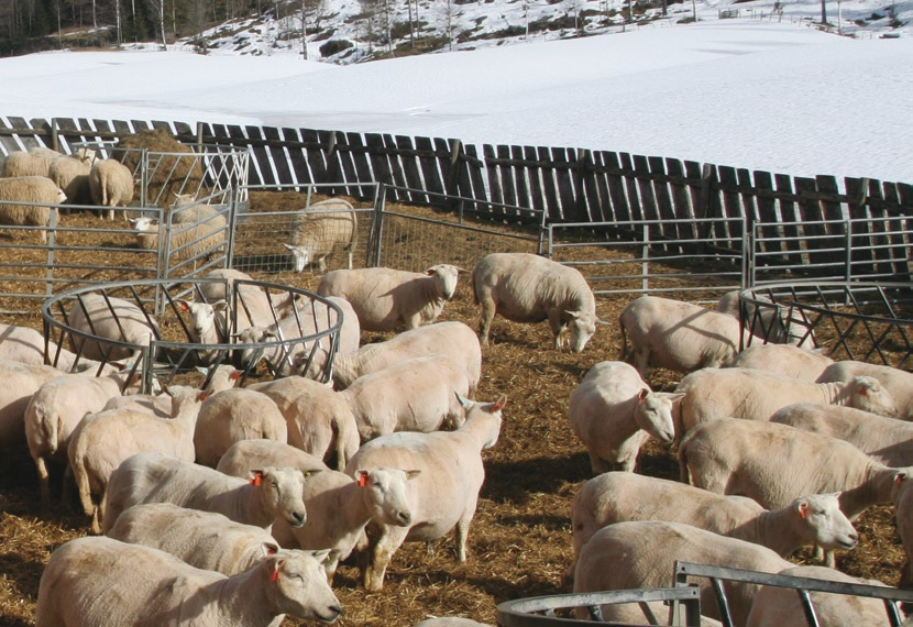 Tidligere år ble søya kun godskrevet lam med høstvekt i lam om høsten. Dermed ble søyas avdrått underestimert. Nå inkluderes også lam med slaktevekt.