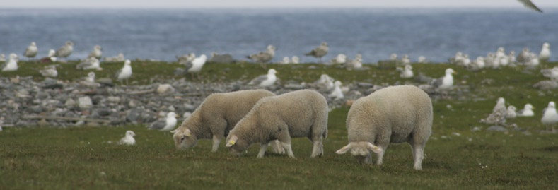 Landsoversikt Kopplam er inkludert i alle tall, med unntak av vekter og tilvekster. Vekter og tilvekster for kopplam finnes tabell 4.