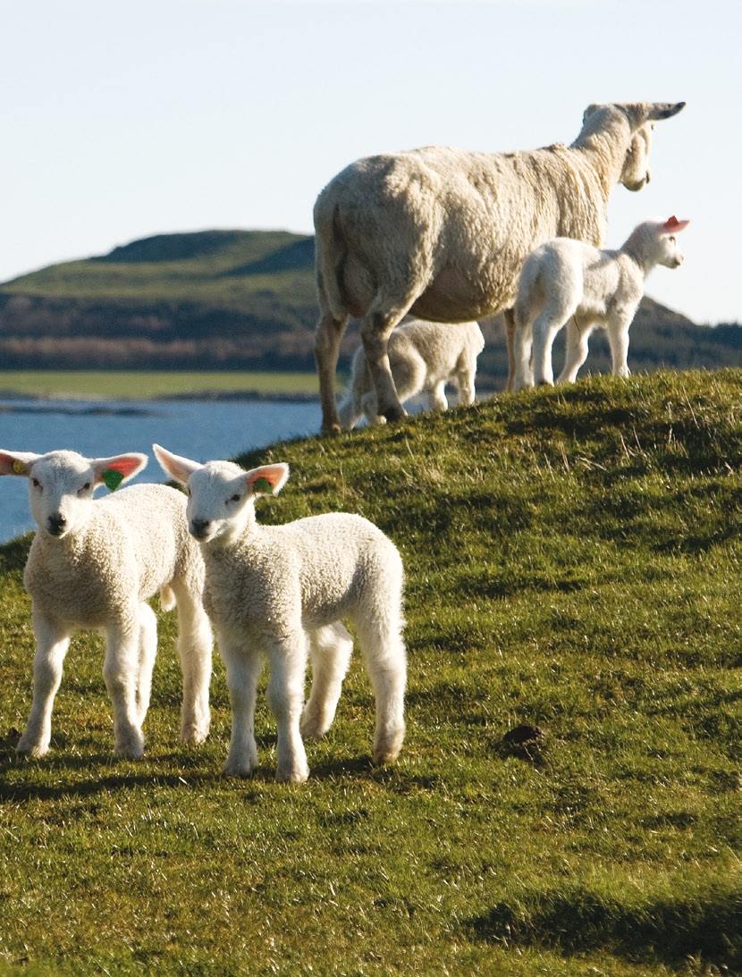 Om Animalia Styrker norsk kjøtt- og eggproduksjon langs hele verdikjeden Animalia er et av Norges ledende fag- og utviklingsmiljøer innen kjøtt- og eggproduksjon.