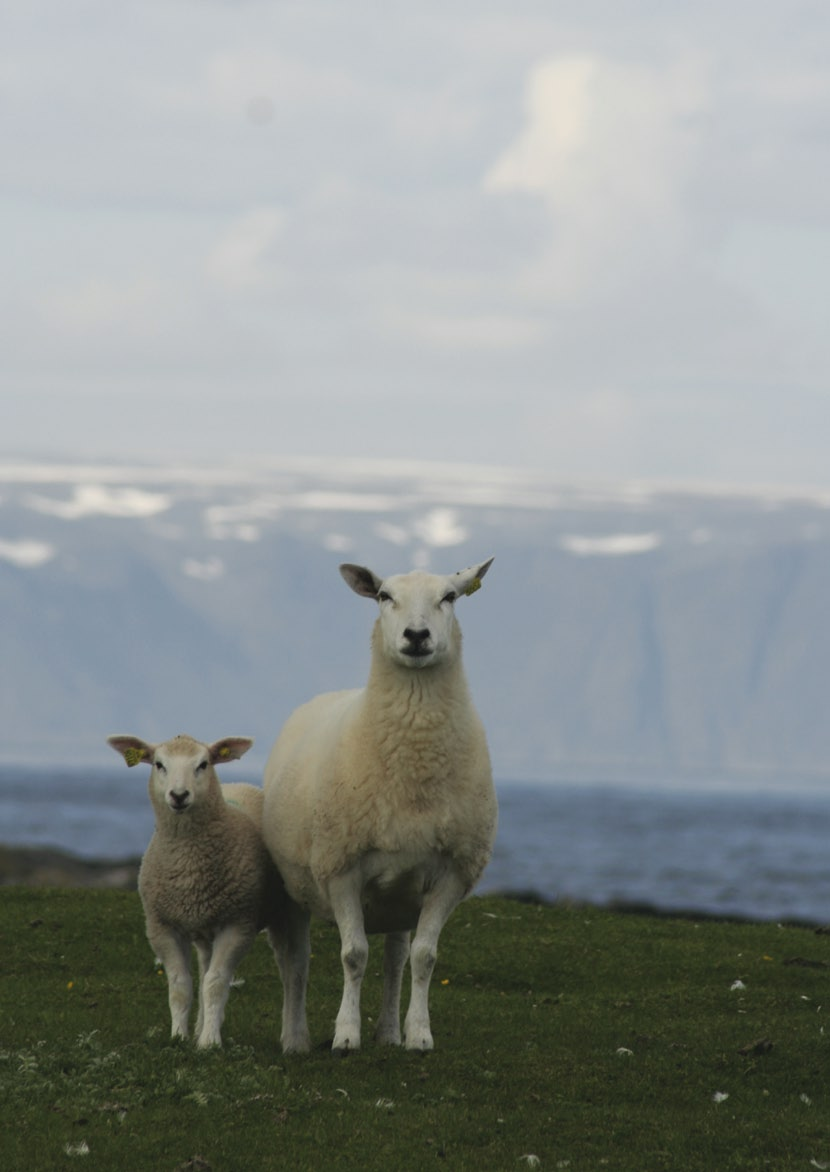 HELSEOPPLYSNINGER I