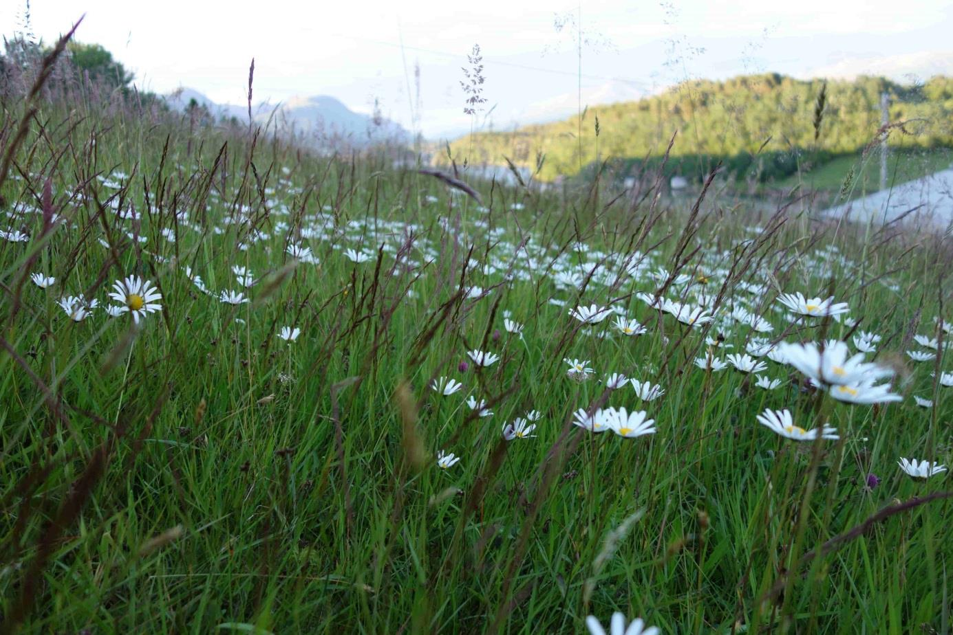 Kartlegging av utvalde naturtypar i Møre