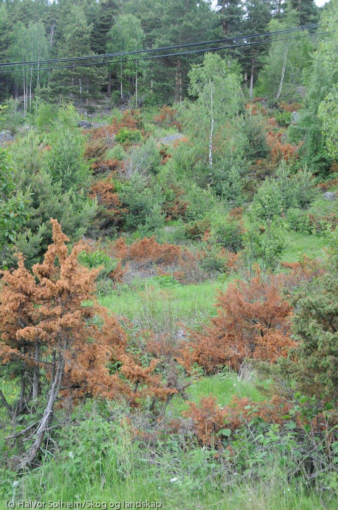Skader på trær 2013 Dette året var det mye skader. Kanskje ikke så mye på viktige treslag, men det er også viktig å følge med på hva som skjer med løvtrær og annen vegetasjon som hører skogen til.