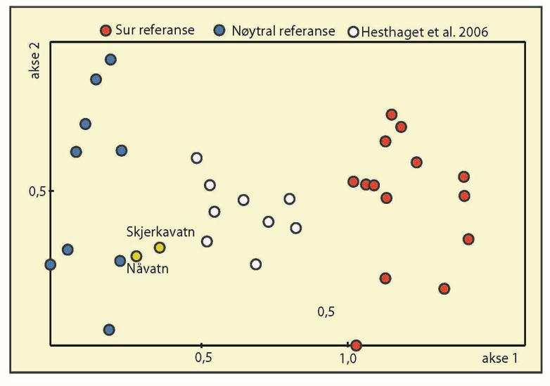 Hunnen kan bli opptil 1,3 mm. Arten har en vid utbredelse og er funnet i 43 % av alle undersøkte lokaliteter her i landet.