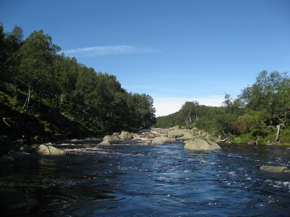 lina (15,6 V-%), og i mindre grad Bosmina (3,3 V-%). Vårfluelarver og fjærmygg (p/l) utgjorde til sammen ca. 16 V-% av dietten.