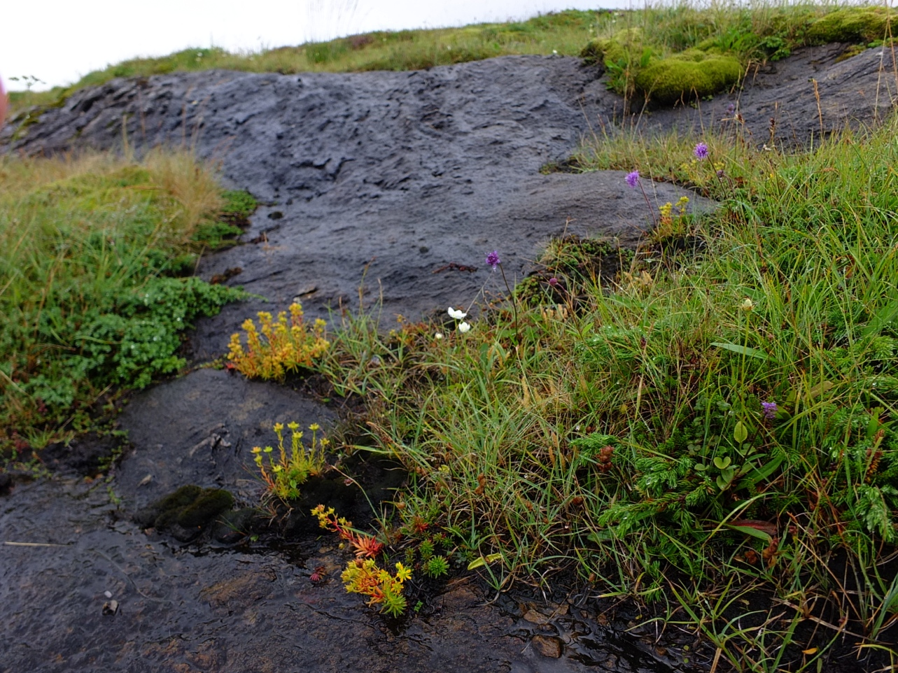 selaginoides), blåtopp (Succisa pratensis), vill-lin (Linum catharticum), hårstarr (Carex capillaris), rødsildre (Saxifraga oppositifolia), gulsildre (Saxifraga aizoides) og karve (Carum carvi).