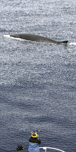antarktiske vågehvalen har endret seg som følge av konkurranse med andre hvaler. Dette kan tyde på en forandring i bæreevnen til det marine økosystemet.