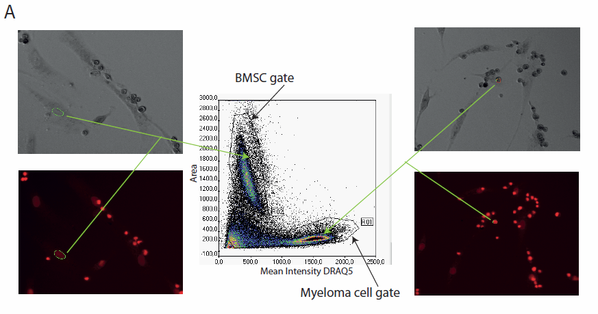 Testing av cytostatikafølsomhet av myelomceller i