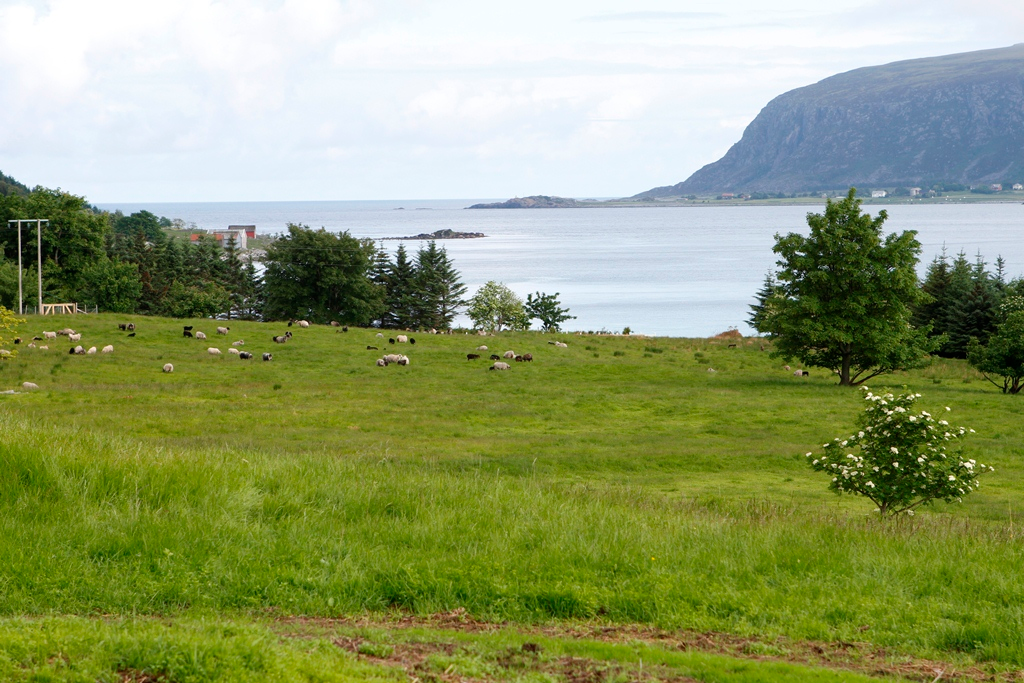 Områdebeskrivelse Kjerstad ligger på østsiden av Lepsøya, med topografi som er typisk for mange av Sunnmørsøyene, med et fjellparti midt på øya og strandbrem på sidene rundt.