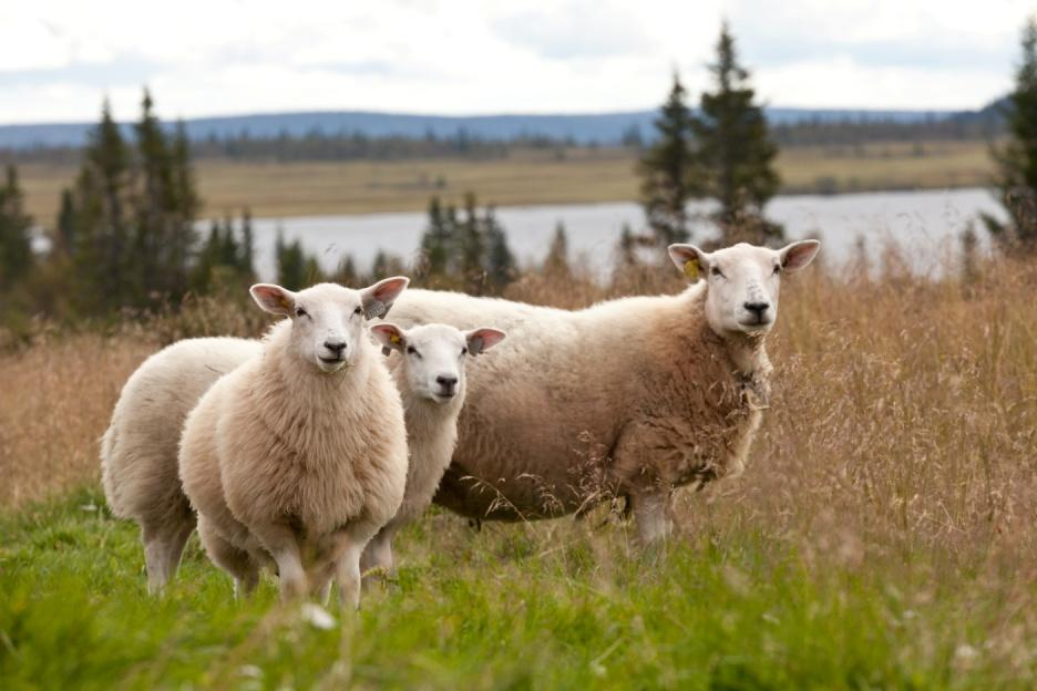 Sau Husdyrtilskudd: + 146 kr pr dyr for 1-100 sau Målpris: økes med 3,50 kr pr kg Tilskudd til ull: økes med 1,00 kr pr kg Beiting: Utmarksbeite økes med 13 kr pr dyr Lam og sau legges over i