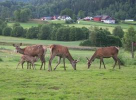 Annet Innføres husdyrtilskudd til hjort med kr 210 pr dyr.