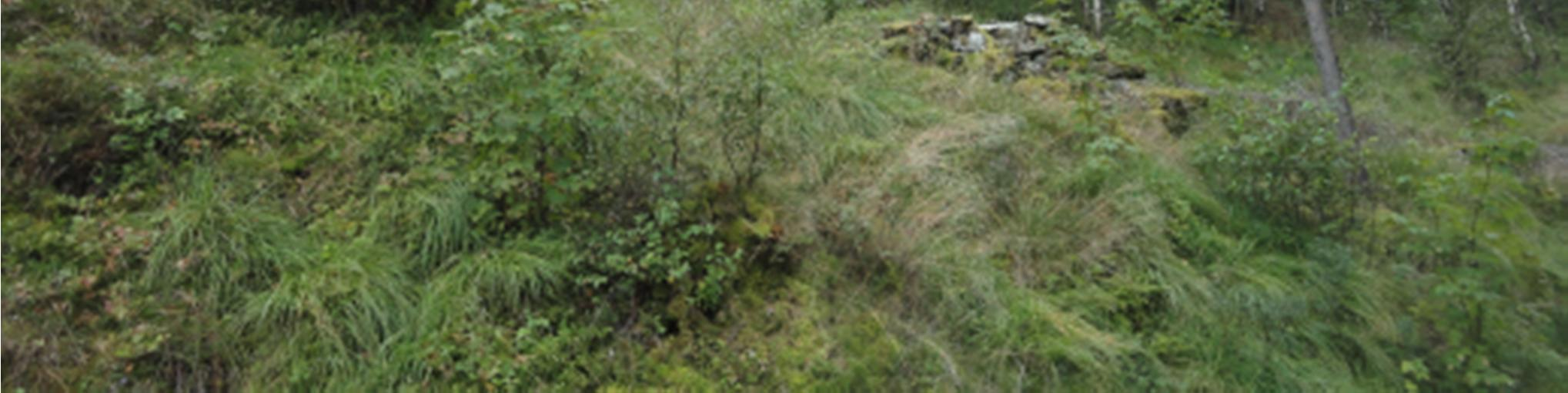 Geologisk rapport for områdeplan 9 av 26 Bilde 2: Skrent ovenfor Sveiarvegen. Konklusjon: Totalstabiliteten av skråningen/skrenten virker å være god.